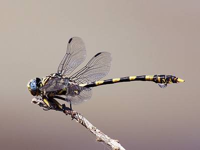 A Where Do Dragonflies Go in the Winter?