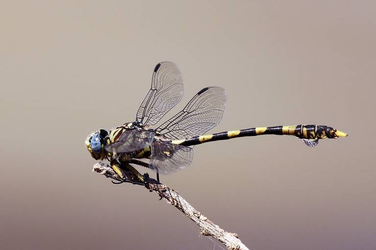 Common tigertail dragonfly (Ictinogomphus ferox), iSimangaliso Wetland Park, Kwa-Zulu Natal, South Africa