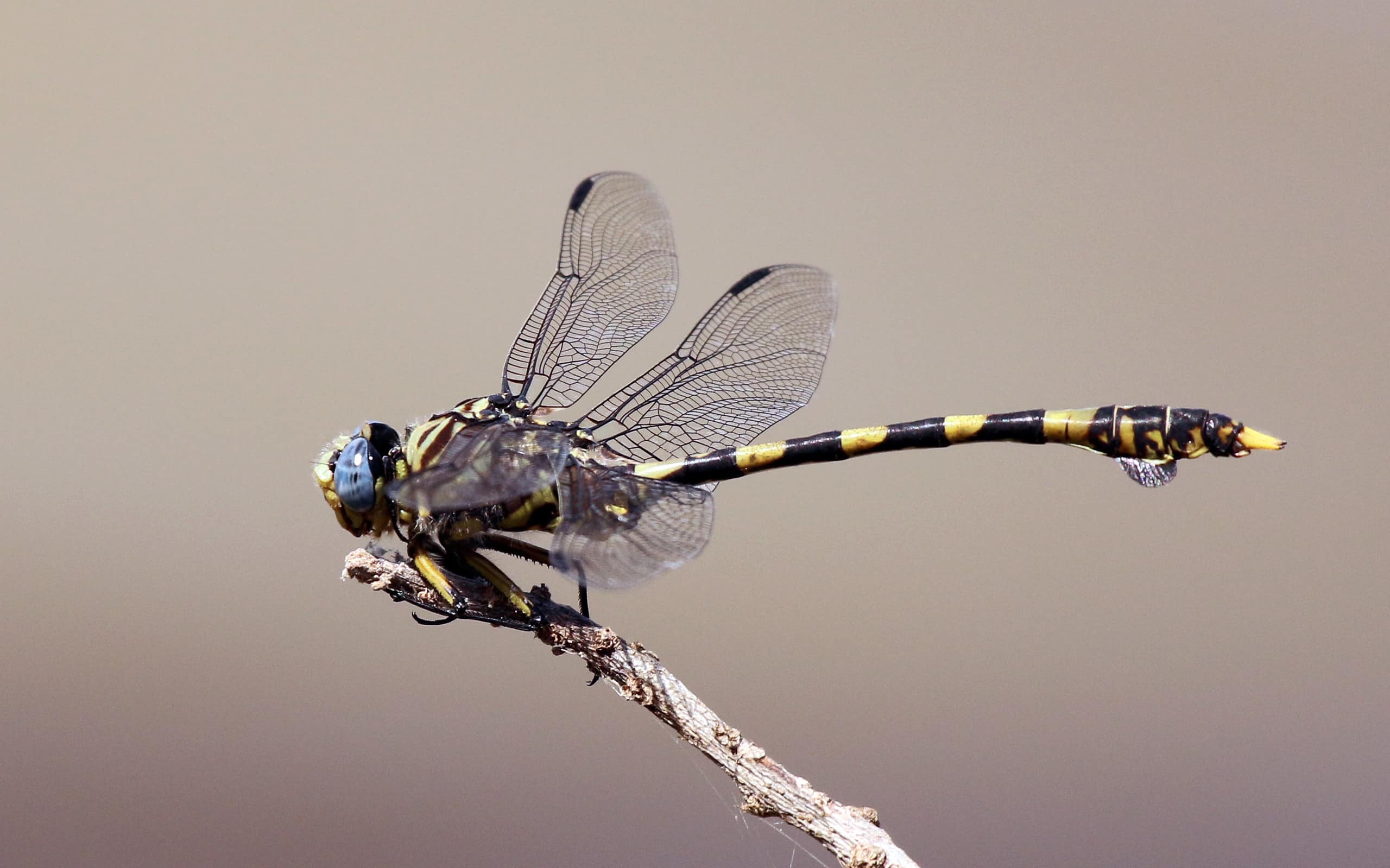 Common tigertail dragonfly (Ictinogomphus ferox), iSimangaliso Wetland Park, Kwa-Zulu Natal, South Africa