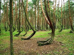 The Theories Behind the Unique Shape of the Crooked Forest in Poland Picture