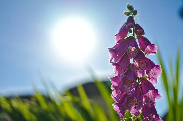 Foxglove Flowers: Meaning, Symbolism, and Proper Occasions - A-Z Animals