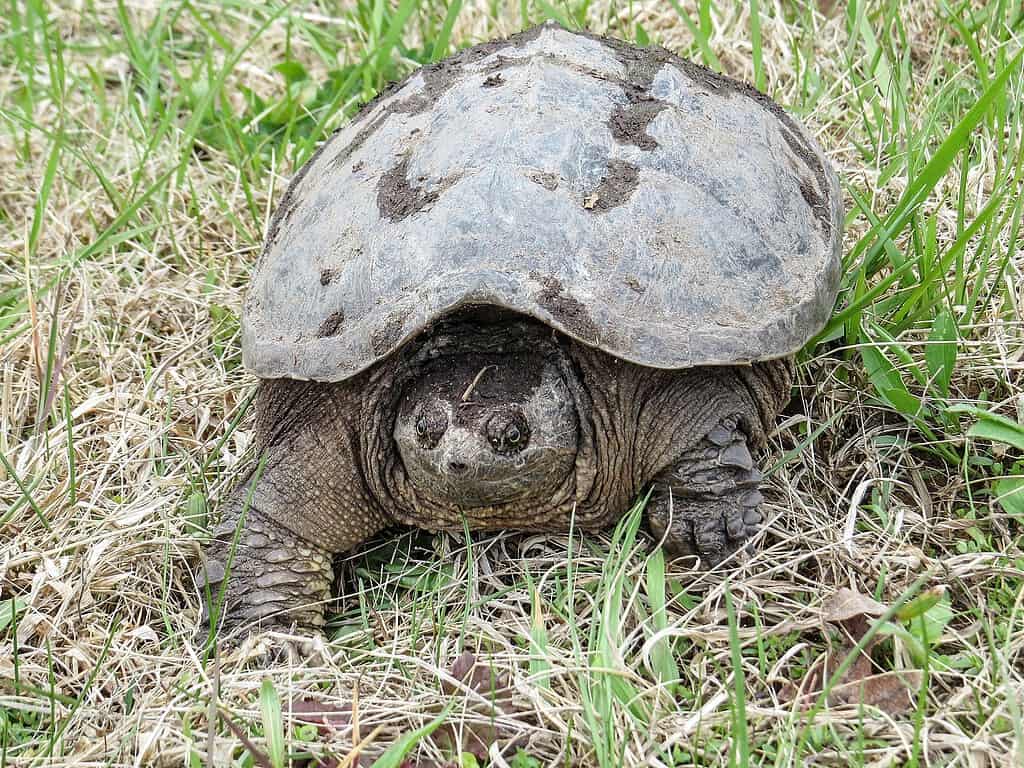 The eastern snapping turtle inhabits a wide range of aquatic habitats. 