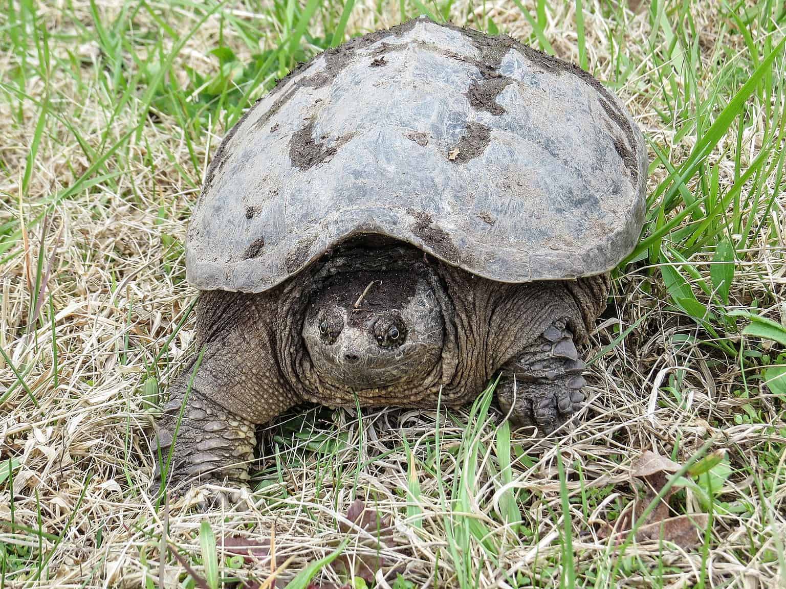 The Complete List of All 13 Turtles Found in Pennsylvania - A-Z Animals