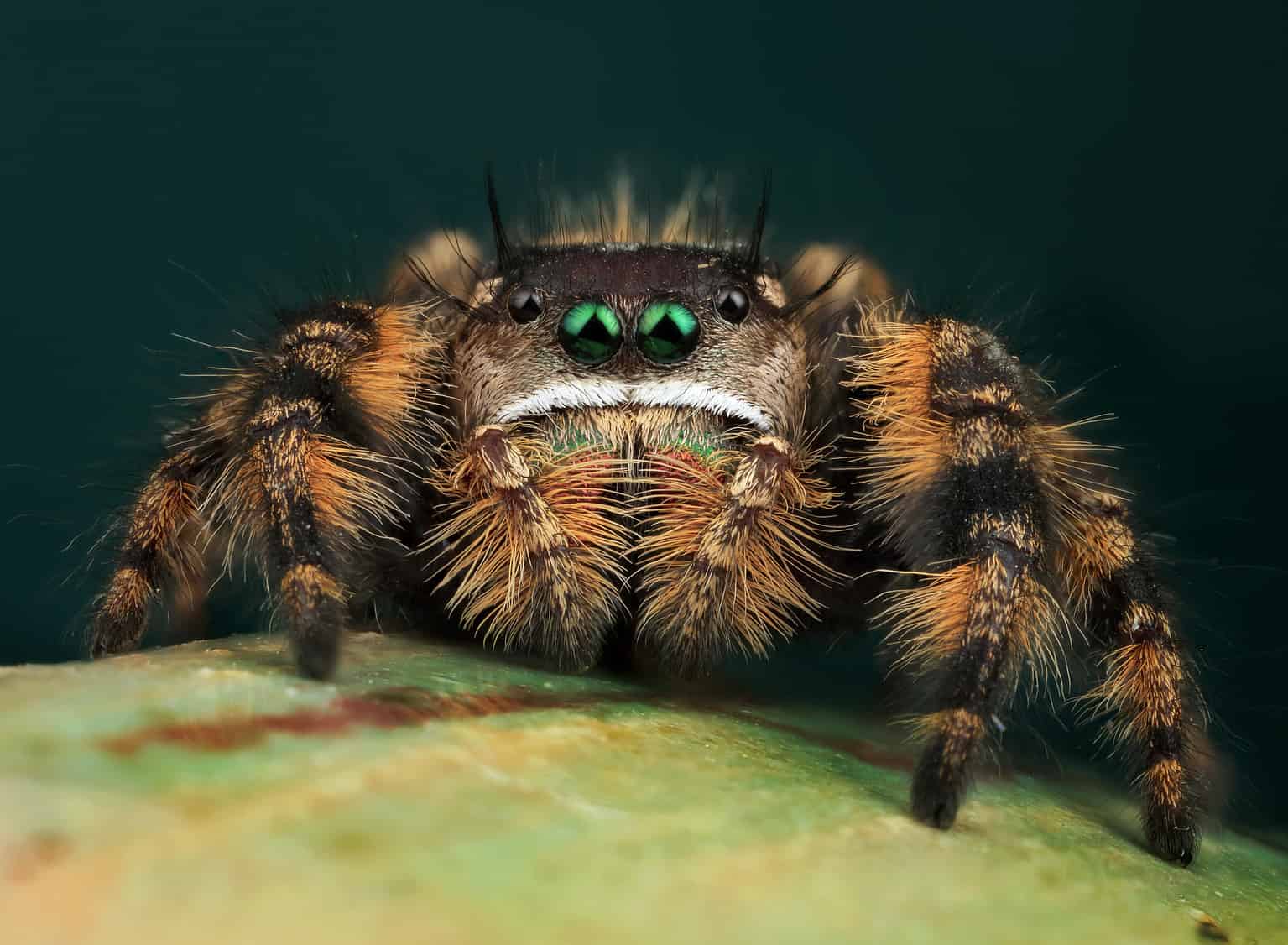 Jumping Spiders as Pets Types, Cost and Care Tips AZ Animals