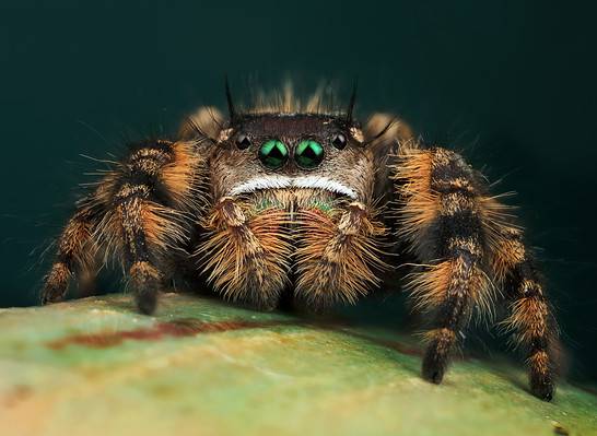 Jumping Spiders as Pets: Types, Cost and Care Tips - A-Z Animals