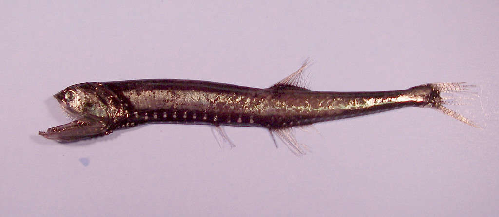  Longtooth anglemouth or elongated bristlemouth fish (Gonostoma elongatum )
