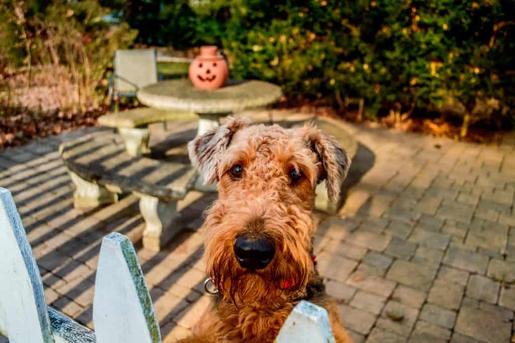 Airedale terrier