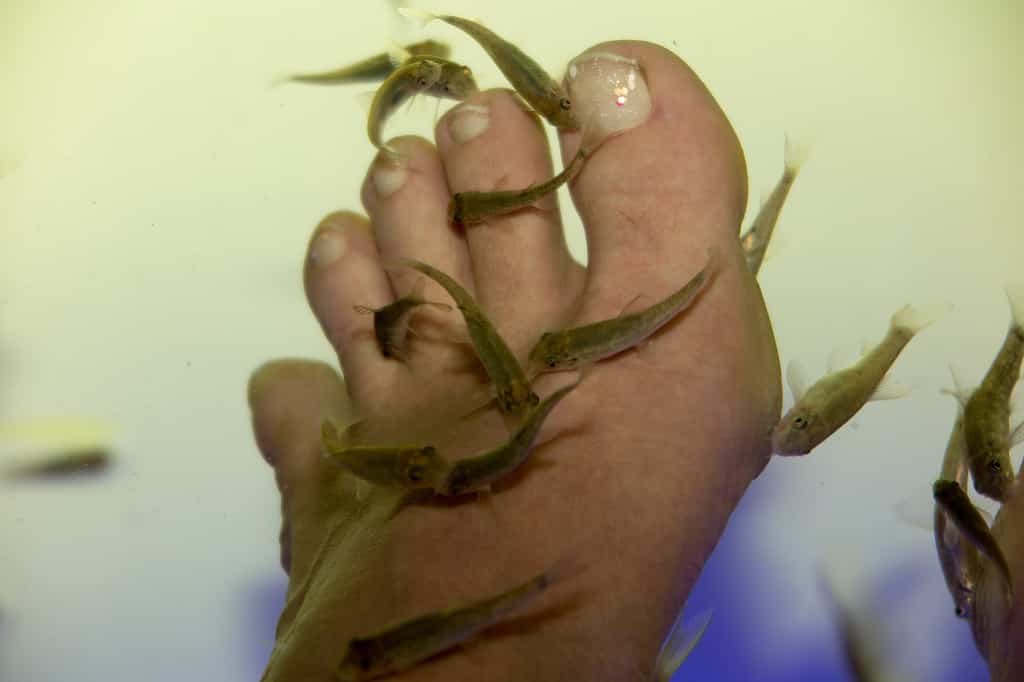 Fish spa treatment with garra rufa doctor fish