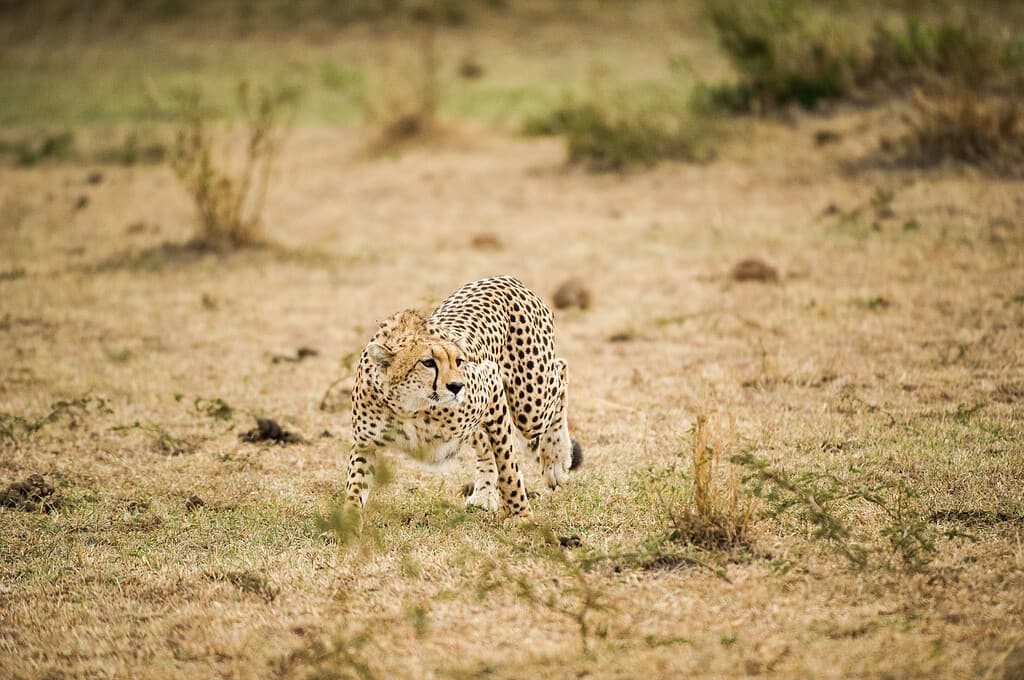 Cheetah hunts involve stalking prey 