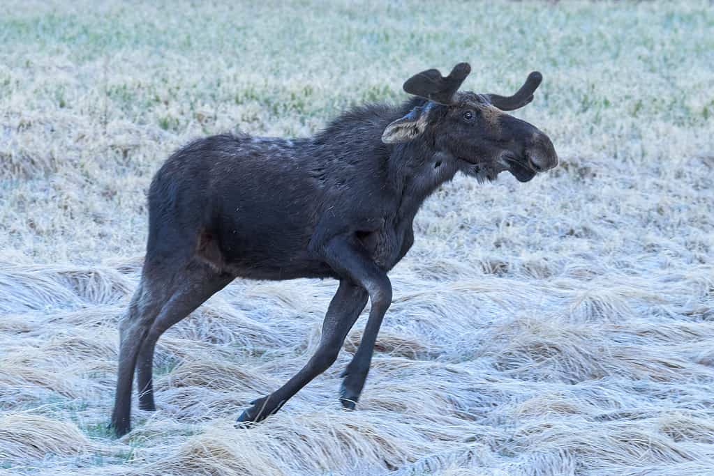 Shiras Moose in the Rocky Mountains of Colorado. Angry Young Bull Dancing in the Predawn Light