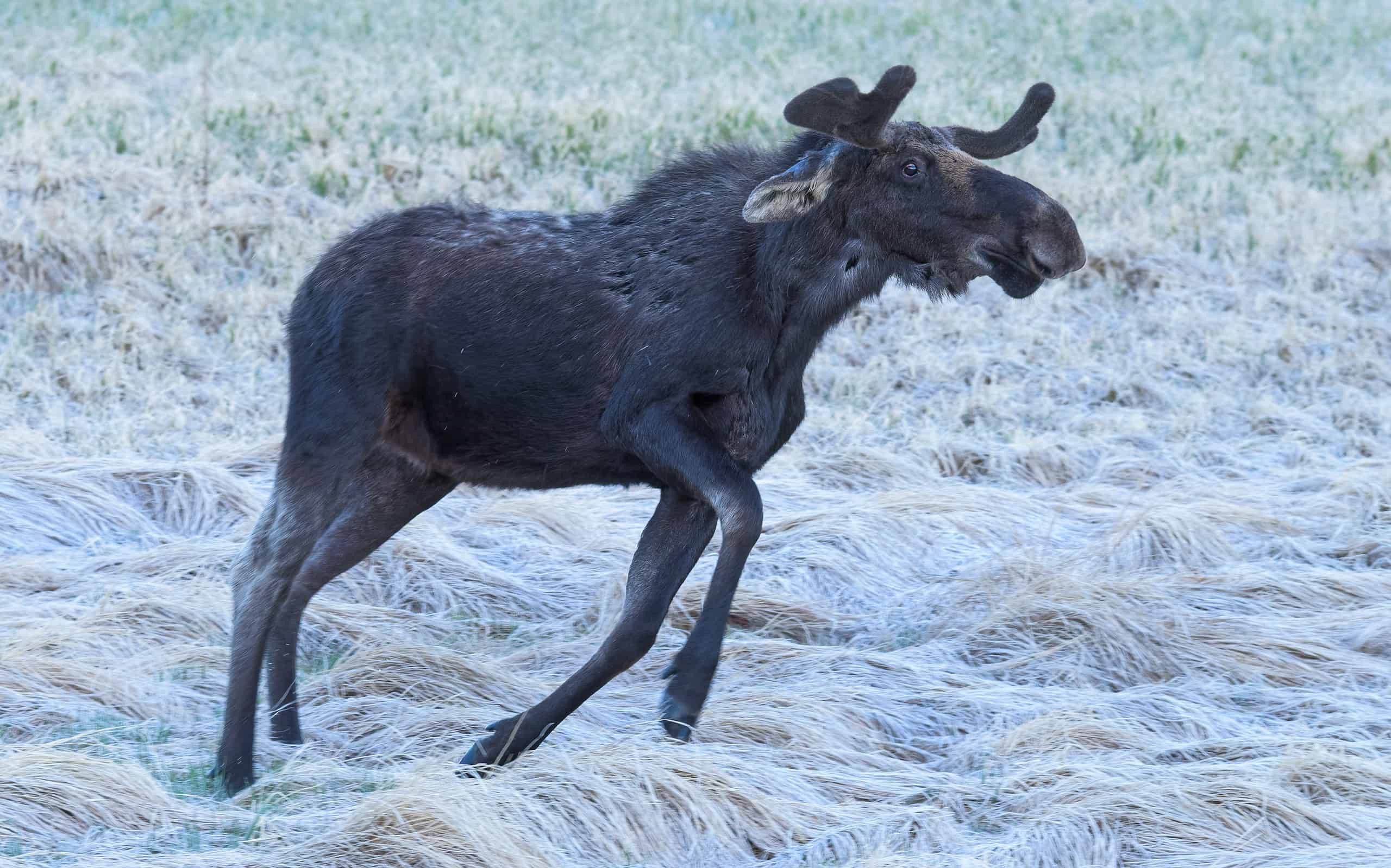 Shiras Moose in the Rocky Mountains of Colorado. Angry Young Bull Dancing in the Predawn Light