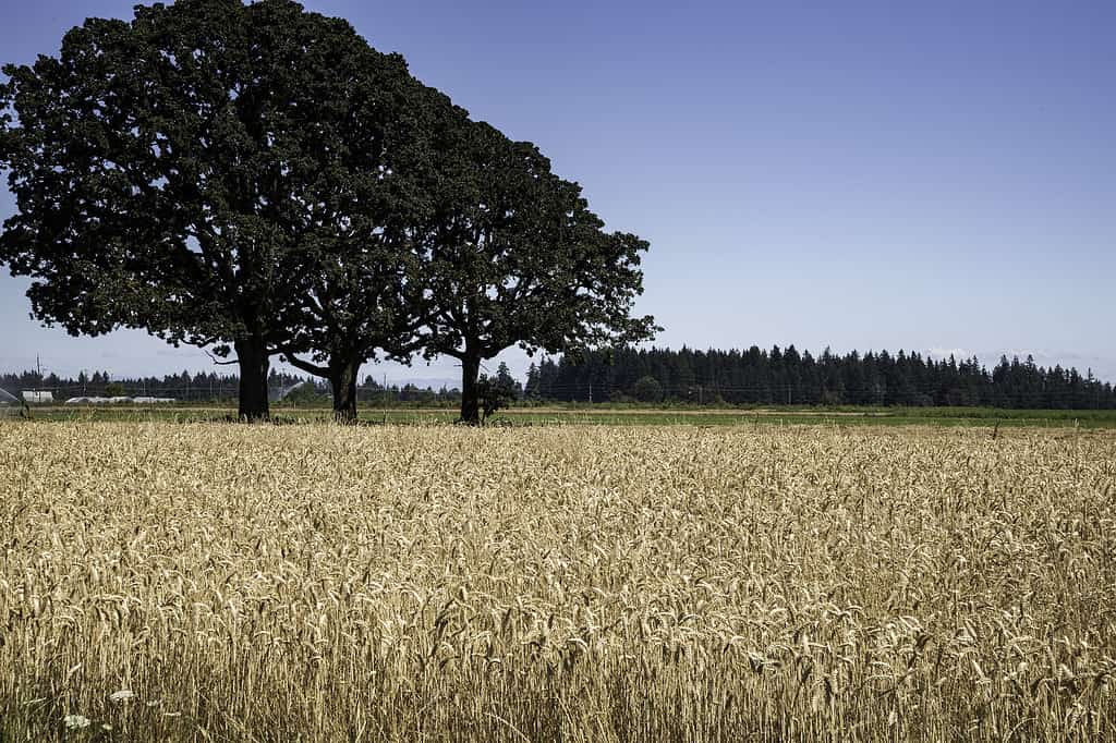 Three Oaks in Wheatfield
