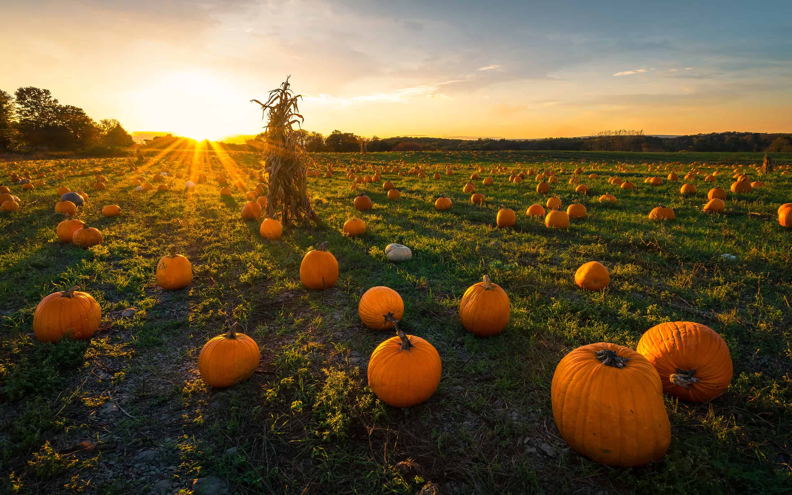 Pumpkin patch on a late afternoon in early autumn