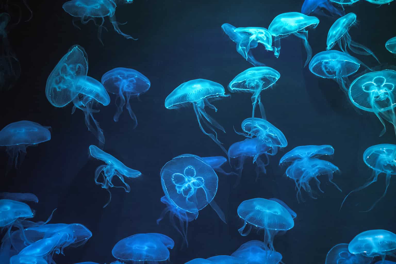 Jellyfish Reproduction: How Exactly Do They Reproduce? - A-Z Animals