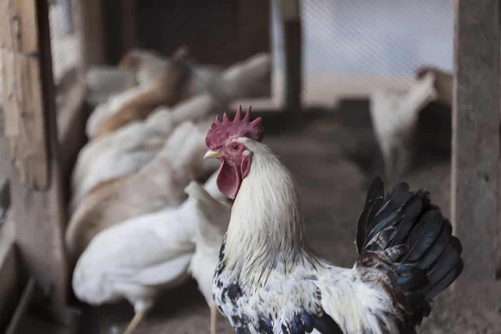 Rooster and hens in a organic farm