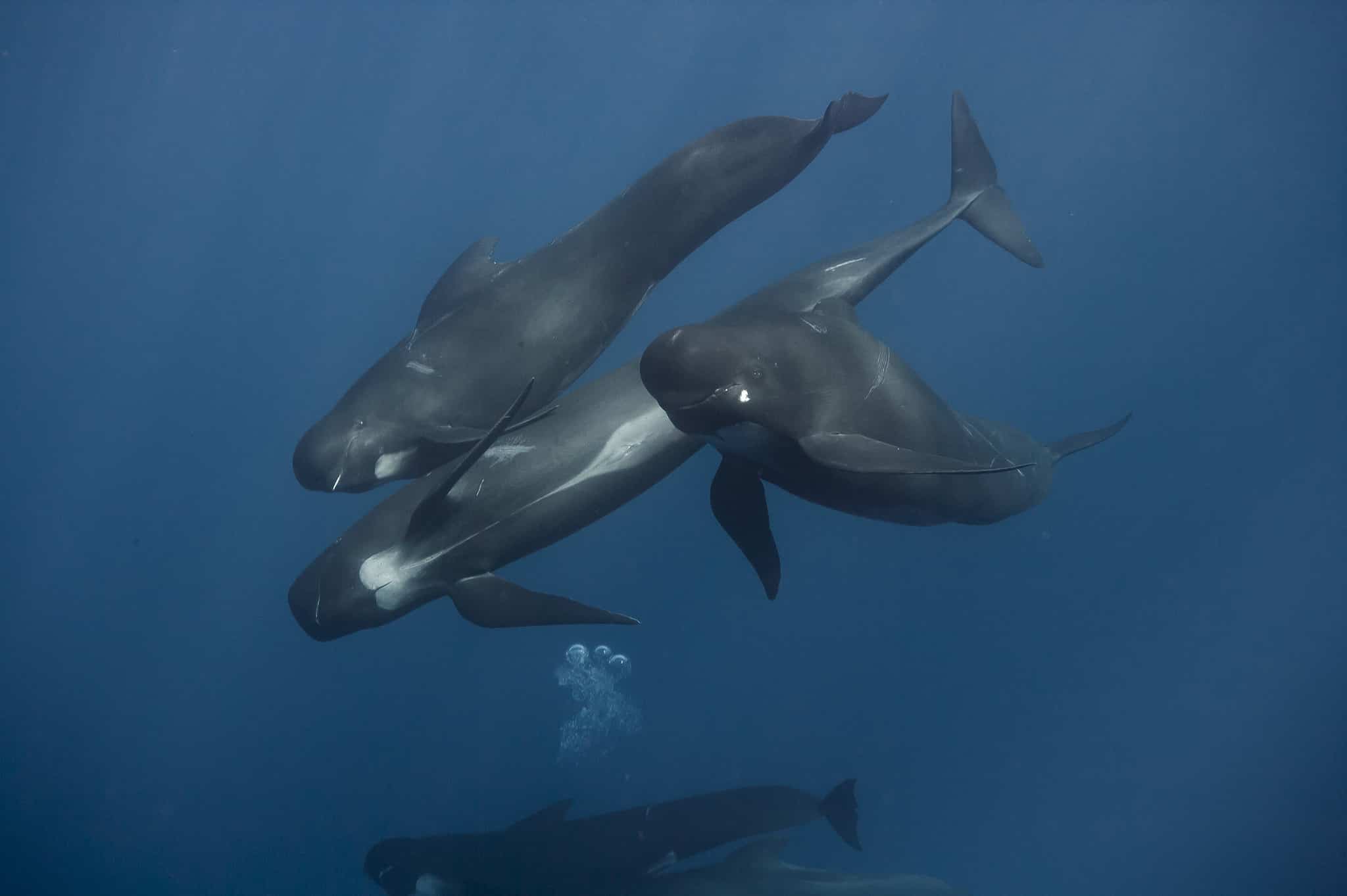 Pilot Whales: Habitat, Predators, Diet, and More! - A-Z Animals