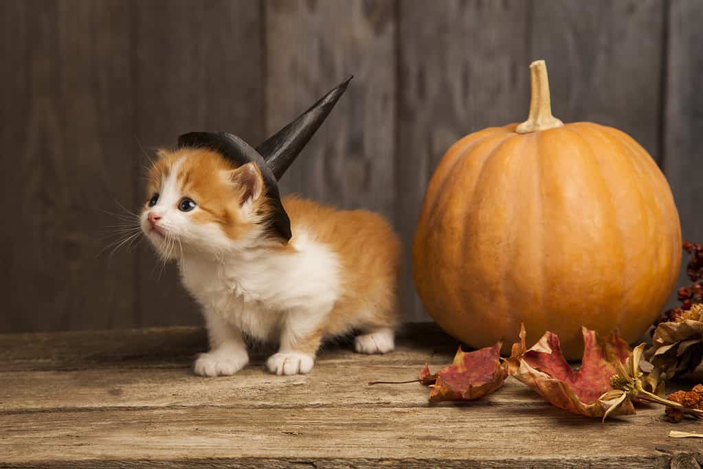 Kitten with witch's hat and pumpkin