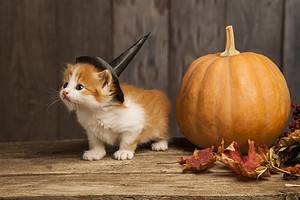 5 Cute Halloween Costumes for Pets Picture