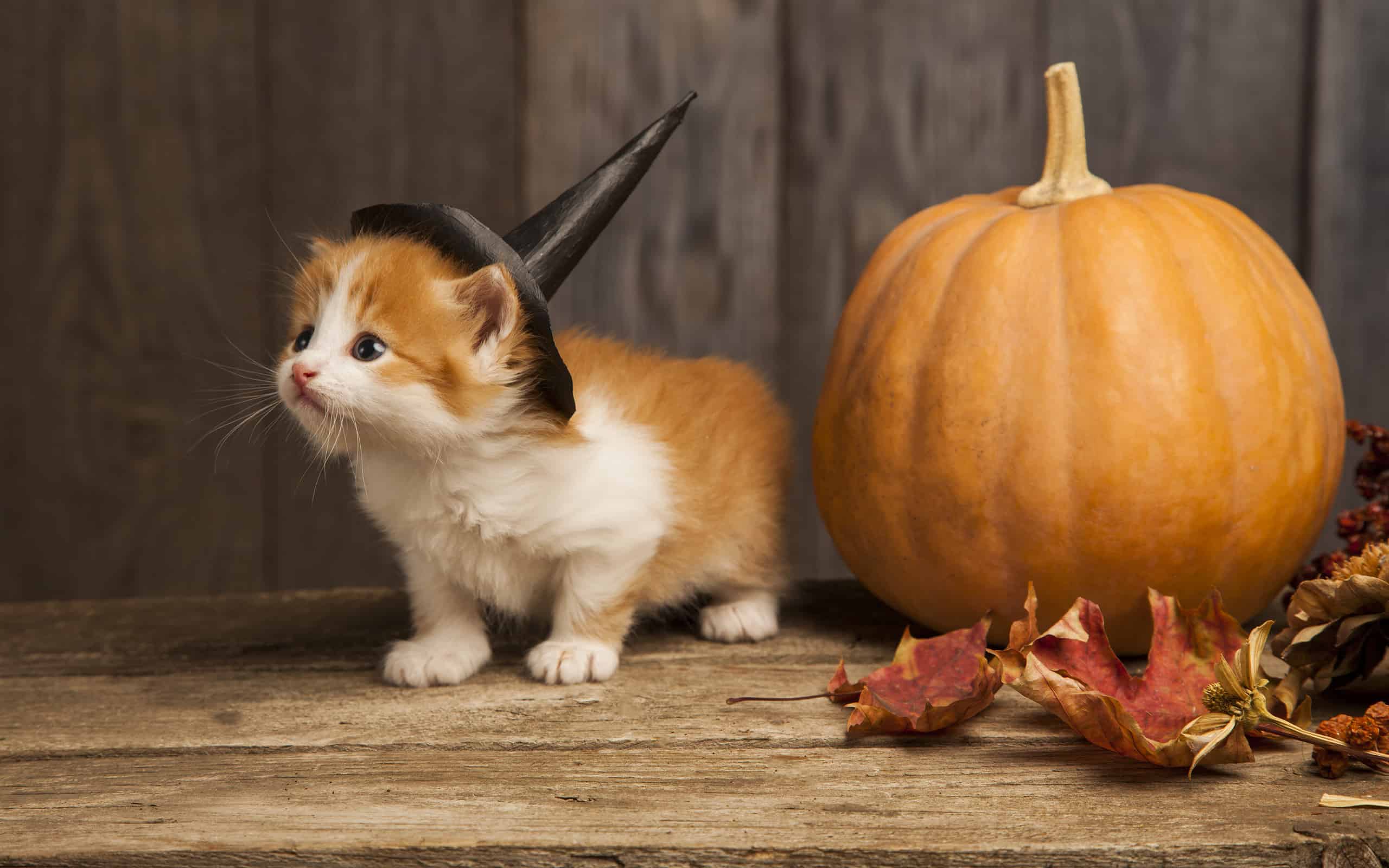 5 cute Halloween costumes for pets