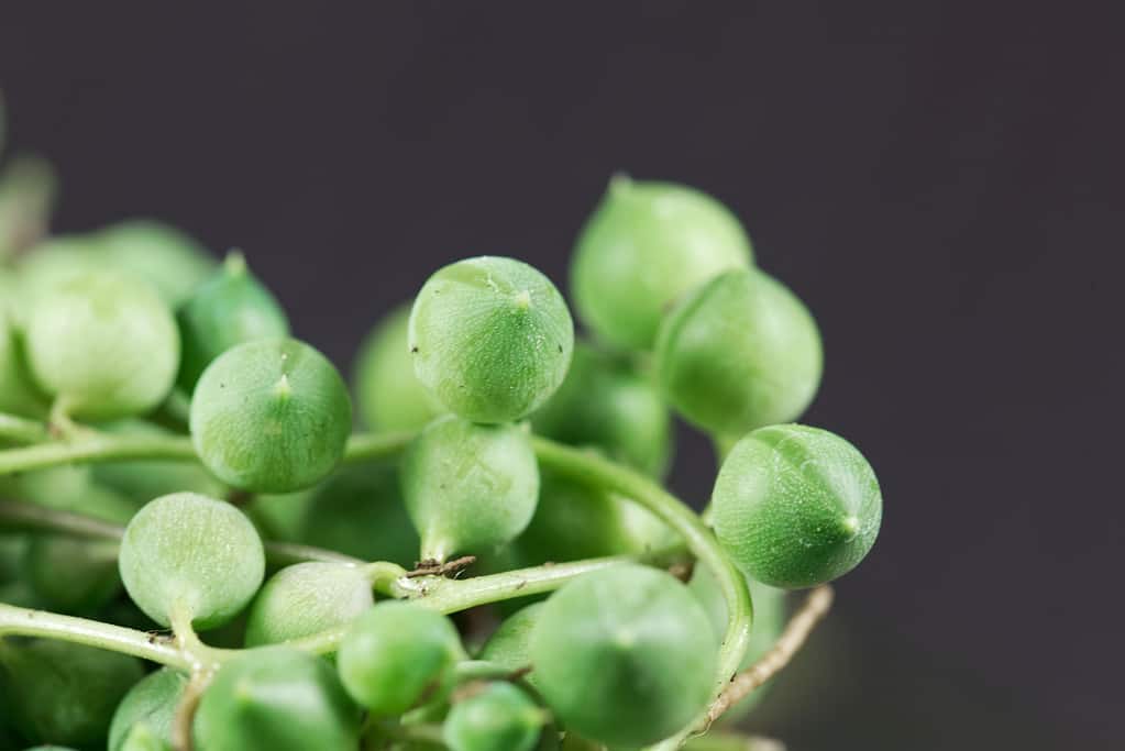 Leaves of the succulent plant Senecio rowleyanus