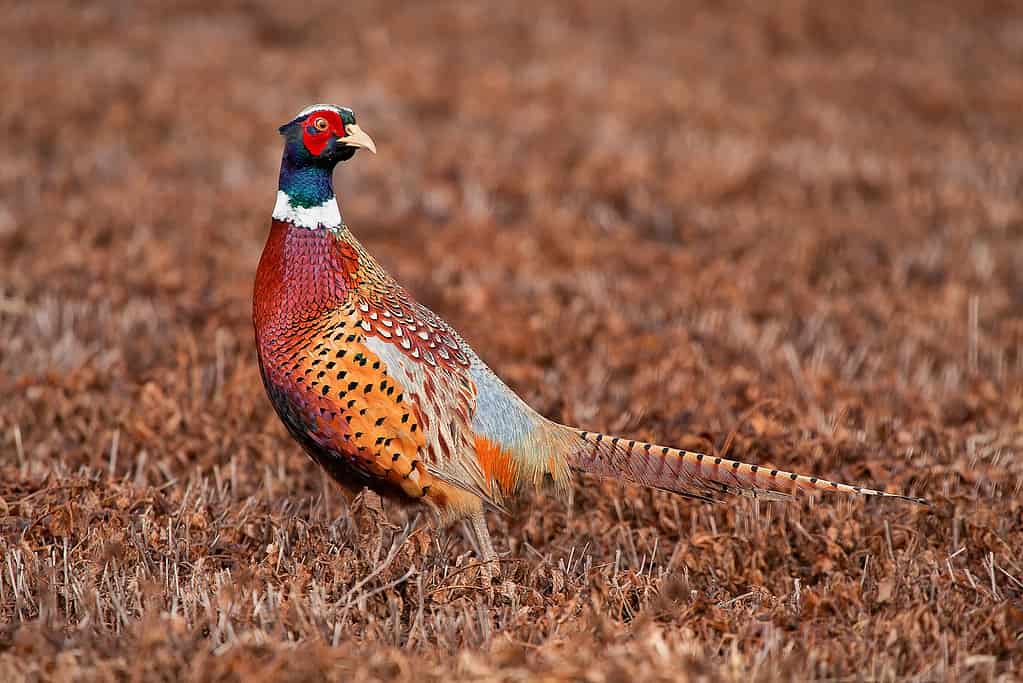 Male pheasant rooster in a freshly cut field posing