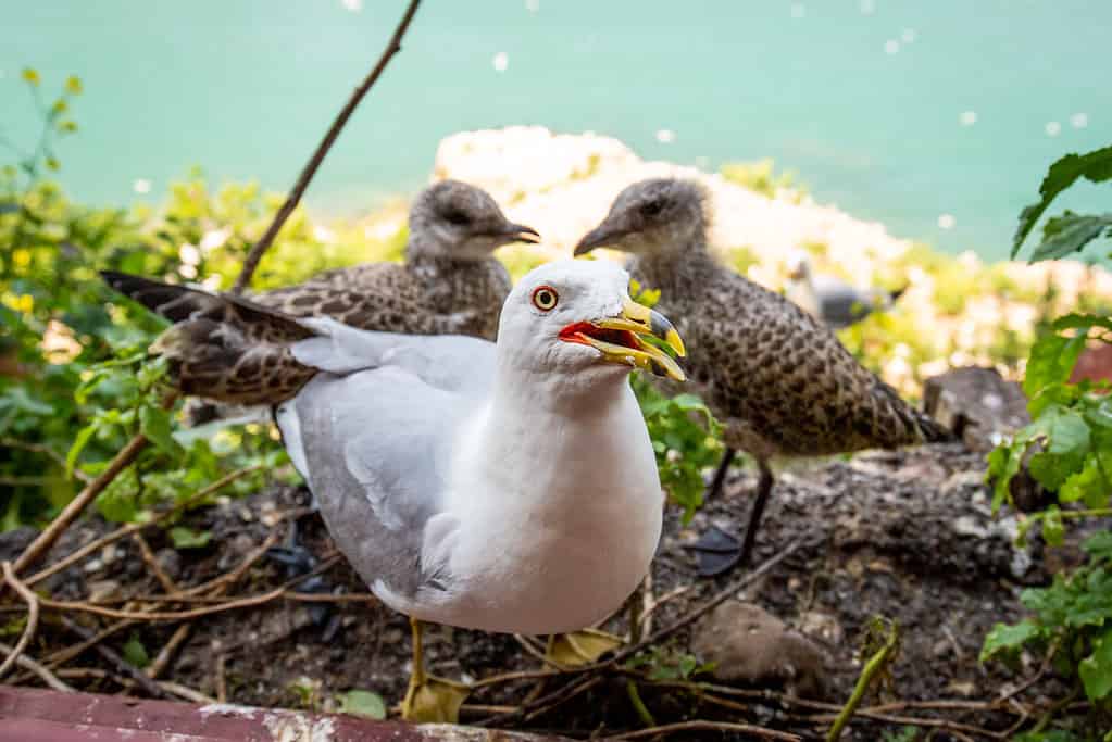 Seagull chicks fight one another for various reasons, including for their parents' attention.