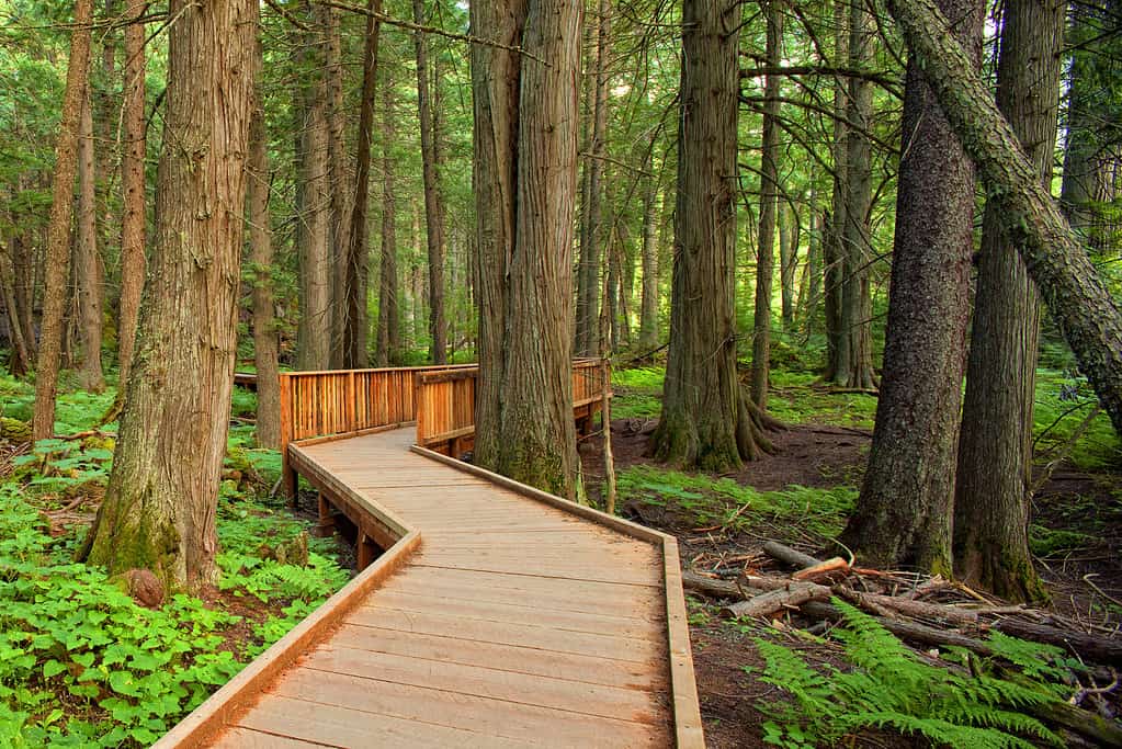 Trail of the Cedars in Glacier National Park, Montana