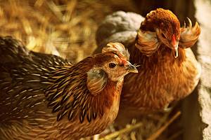 Araucana Chicken: Characteristics, Egg Production, Price, and More! Picture