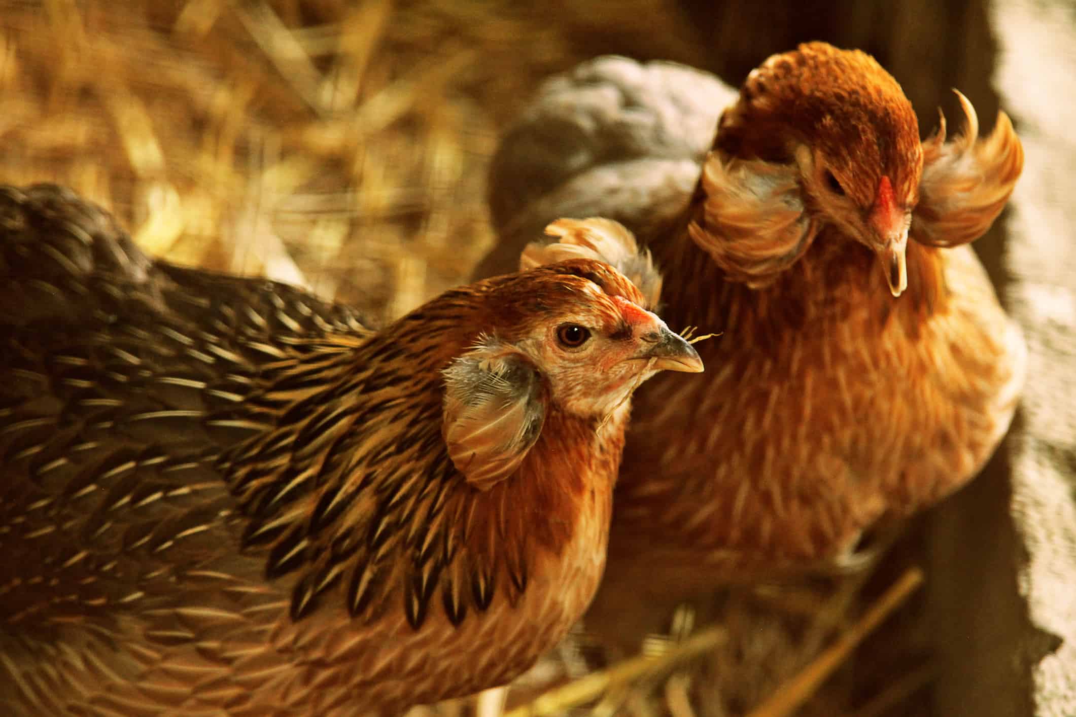 Chicken Araucana - hens