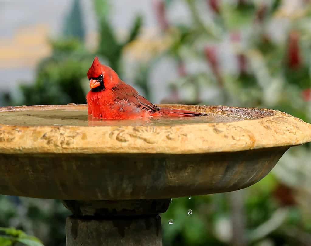 Cute male northern cardinal bird