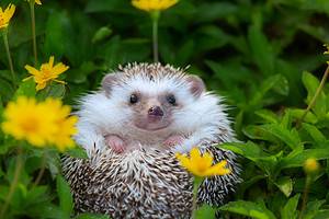 Why You Should Think Twice Before Getting an African Pygmy Hedgehog Picture