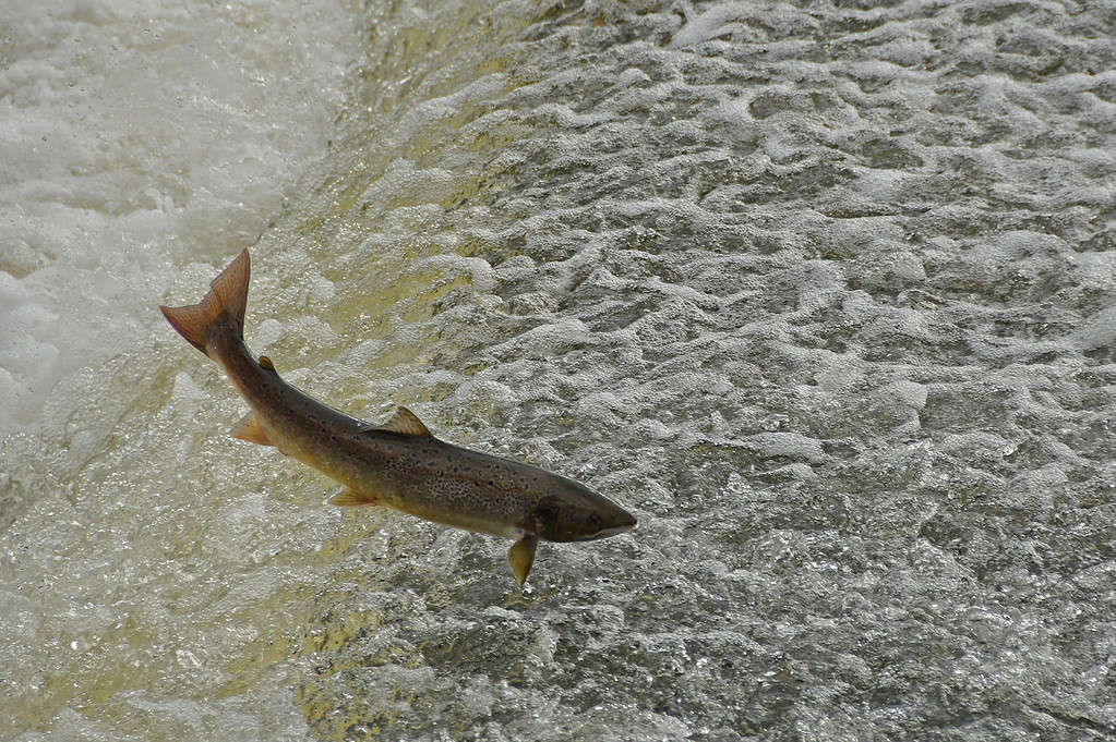 Salmon leaping weir.