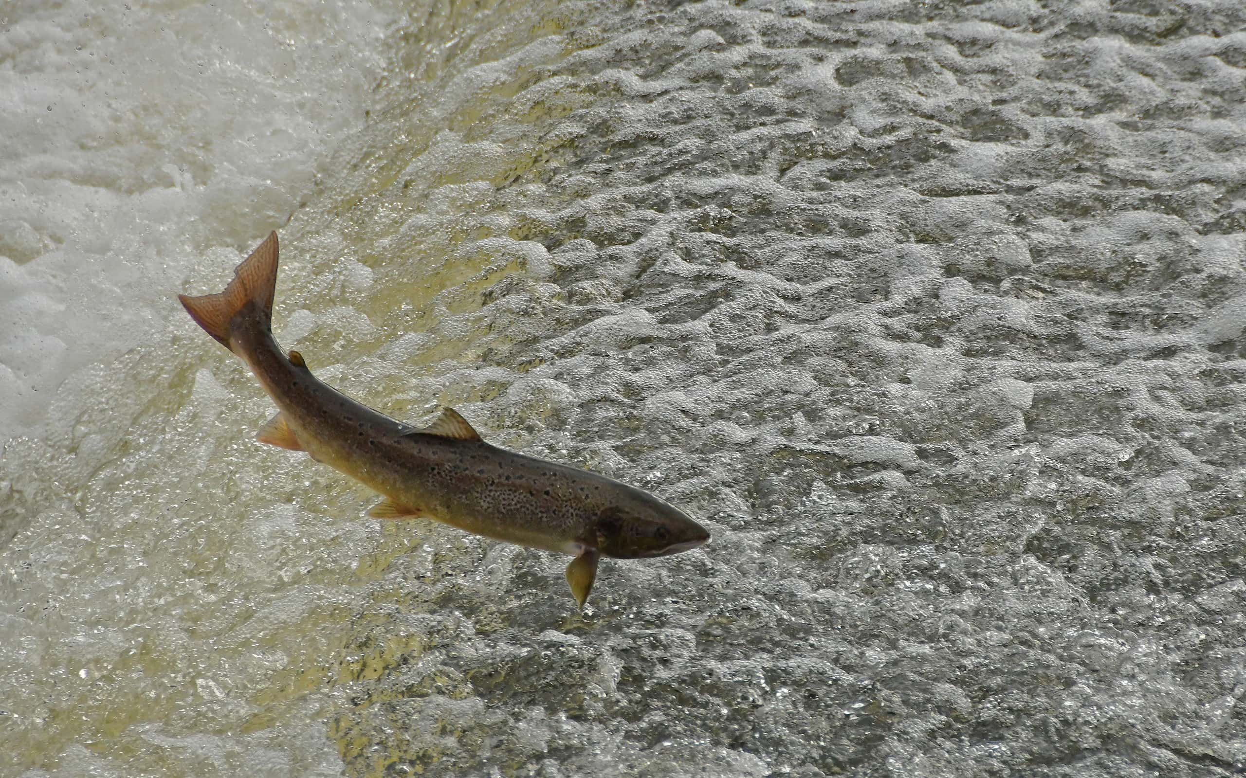 Salmon leaping weir.