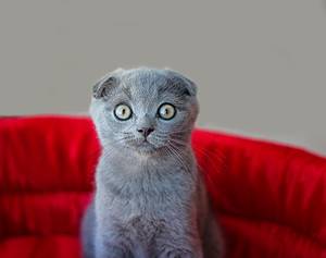Scottish Fold Cat Prices in 2024: Purchase Cost, Vet Bills, and Other Costs Picture