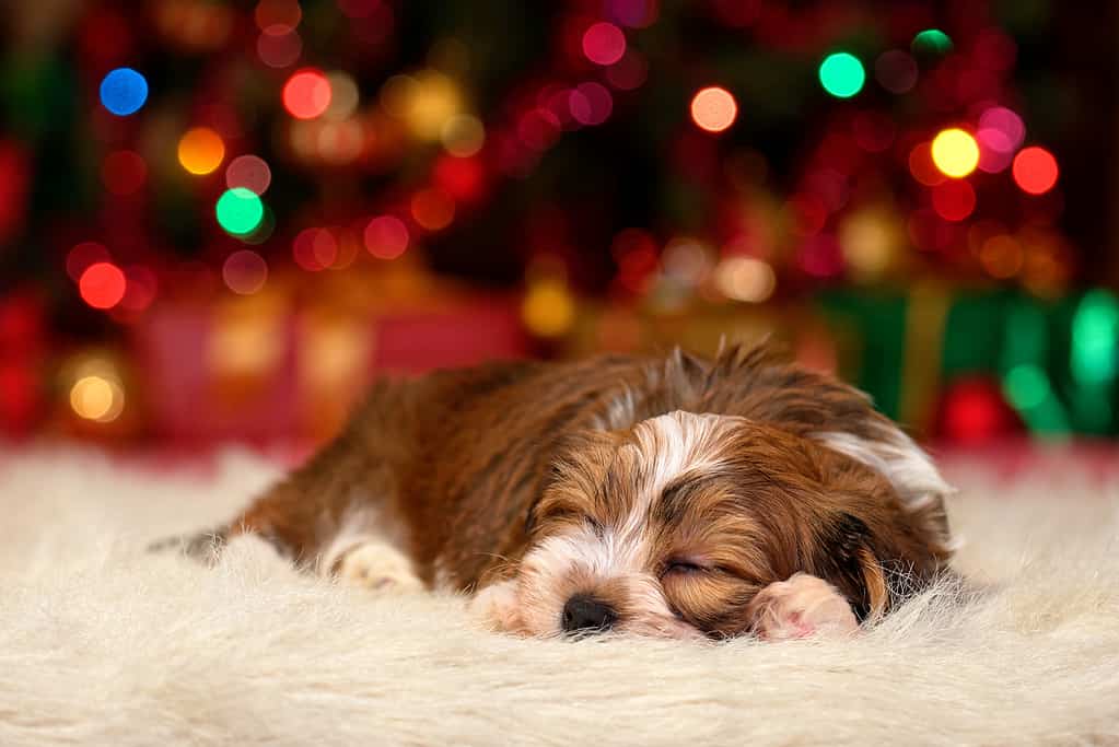 Cute Havanese puppy is dreaming about Christmas