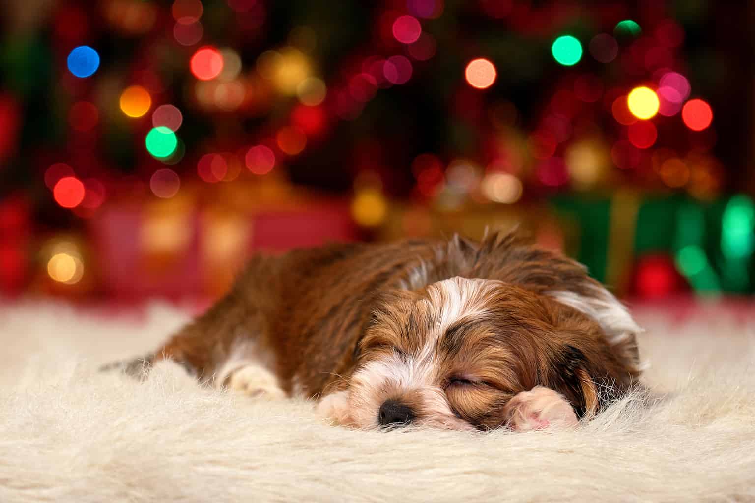 Havanese Puppies Pictures, Adoption Tips, and More! AZ Animals