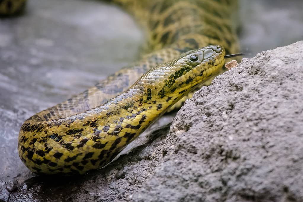 Young Anaconda snake