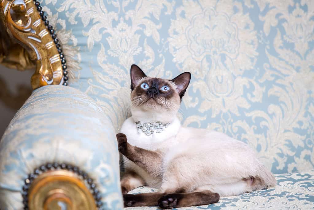 a two-color cat without tail of Mekong Bobtail breed with a jewel a precious necklace of pearls around his neck sits on a retro baroque chair in a royal French interior. Theme is luxurious and rich