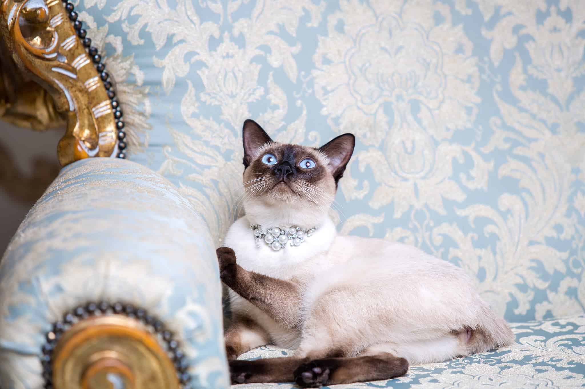 8 Cat Breeds That Look Like Bobcats AZ Animals