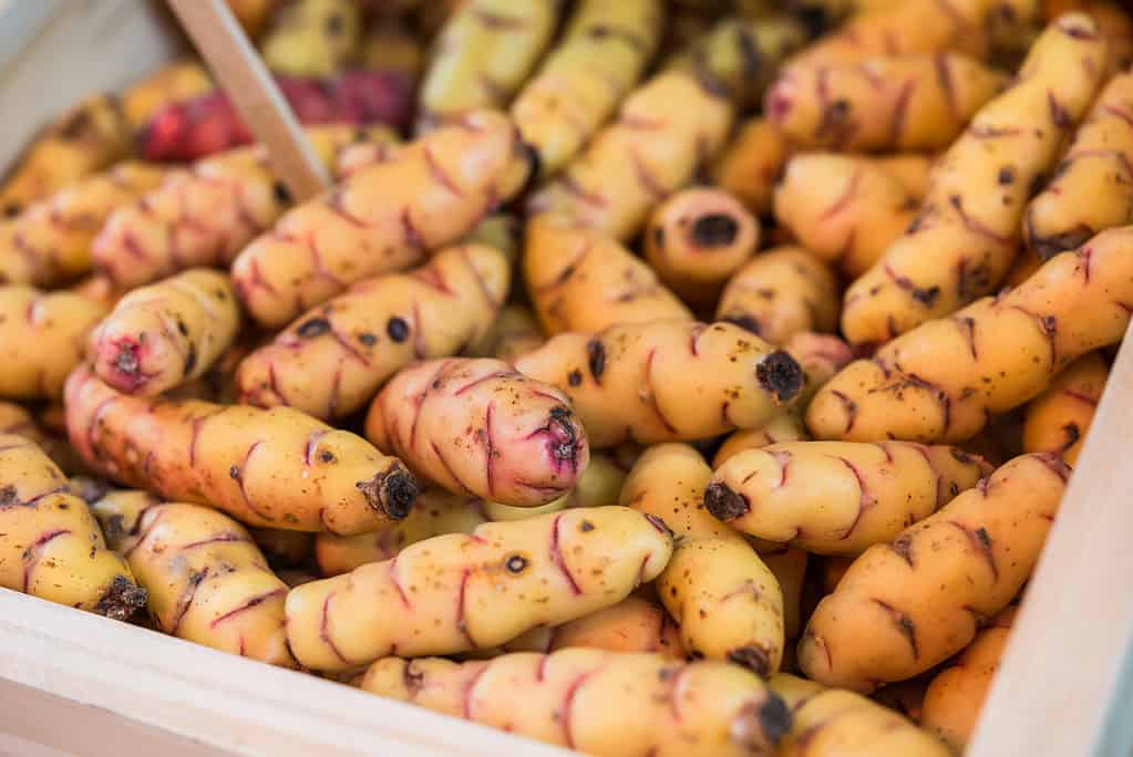 Organic New Zealand yams or oca vegetables on display in wooden box at a street food market fair festival