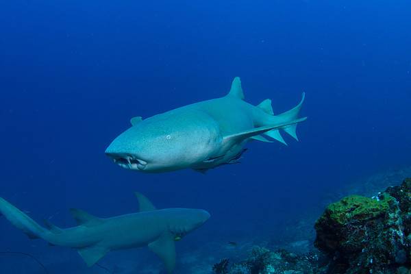 Sharks in Hilton Head: Types, Past Attacks, and More - A-Z Animals