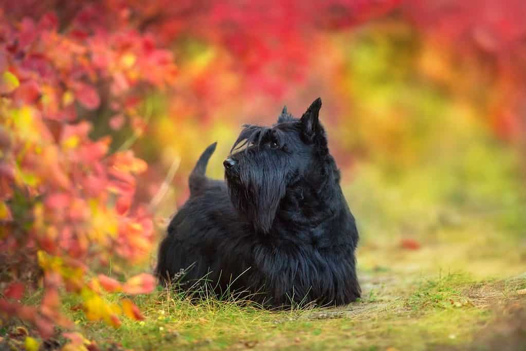 Scottish Terrier portrait in fall landscape