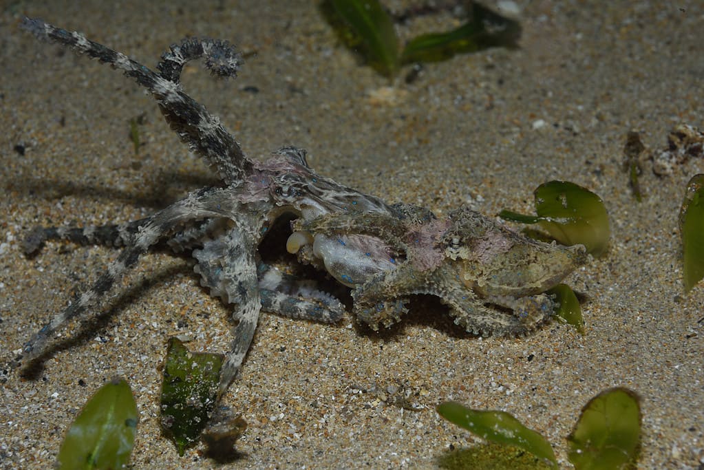Southern Blue-ringed Octopus mating, South Australia