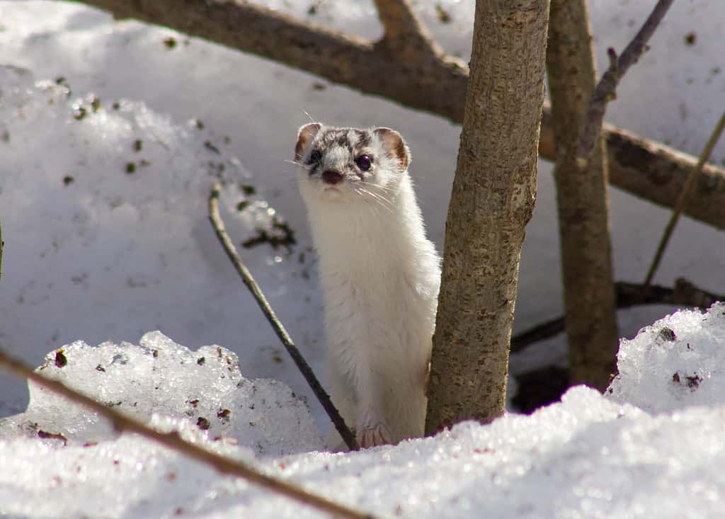 Least weasel on the snow