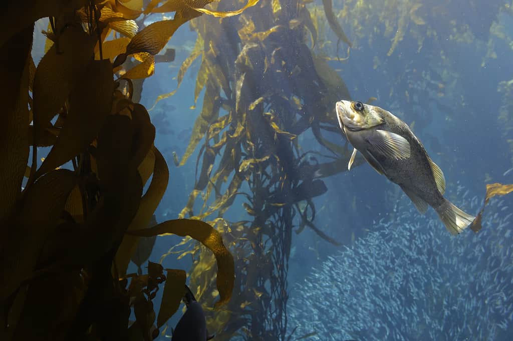 The Kelp bass (Paralabrax clathratus) is a benthopelagic species is found in or near kelp beds. Is endemic to the Eastern Pacific, and is found from central California to the tip of Baja California.