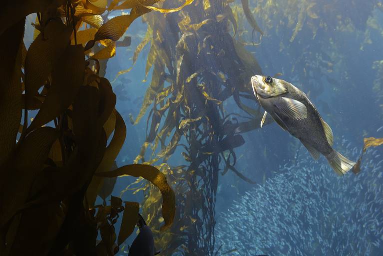 The Kelp bass (Paralabrax clathratus) is a benthopelagic species is found in or near kelp beds. Is endemic to the Eastern Pacific, and is found from central California to the tip of Baja California.