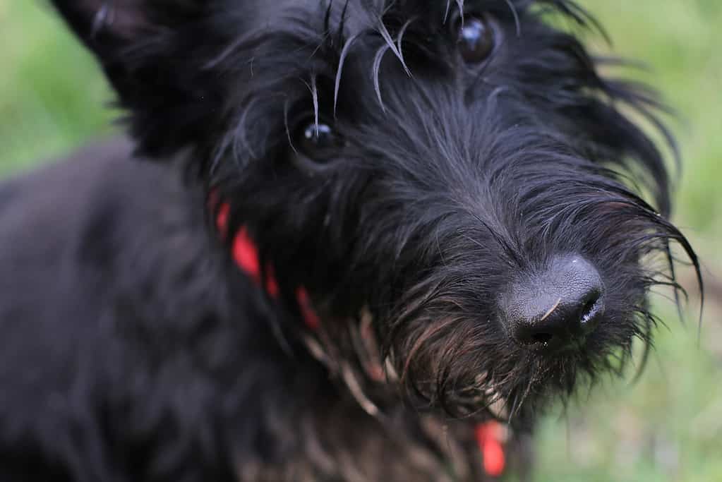 close up of a dogs face