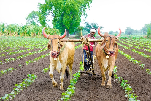 Indian farmer working green cotton field with two bullock