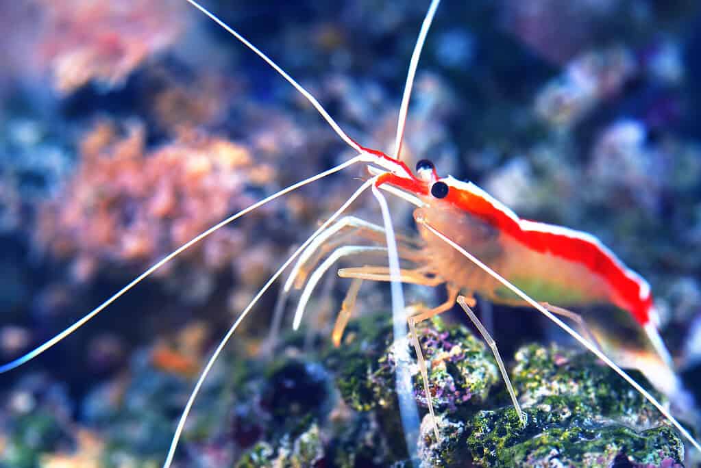Lysmata amboinensis cleaner shrimp in marine aquarium with anemons and corals