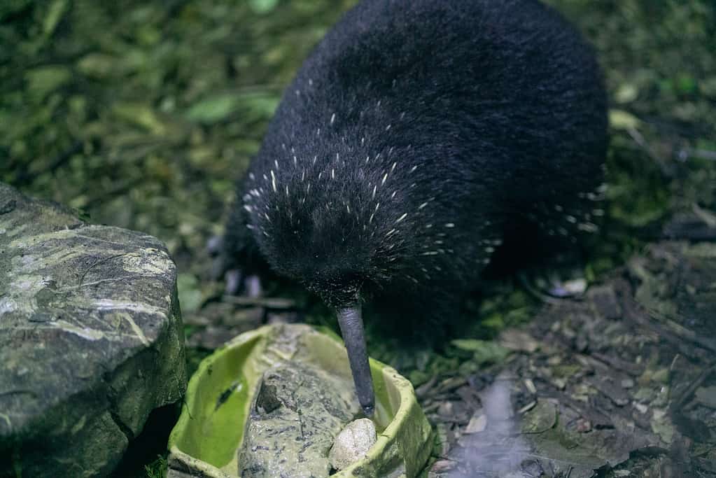 Western long-beaked echidna or Zaglossus bruijni from New Guinea